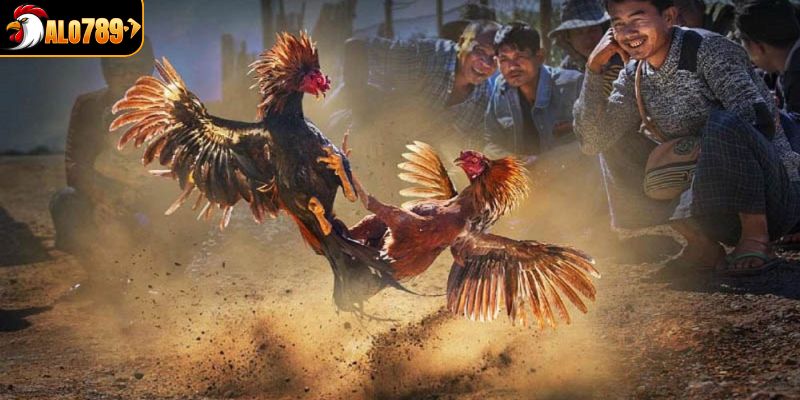 Hướng dẫn các bước đặt cược đá gà